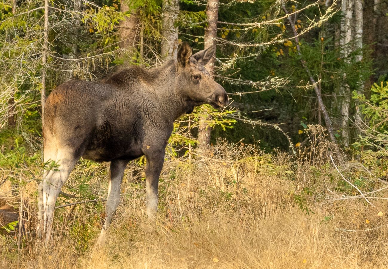 Ferienhaus in Gräsmark - Naturschön Urlaub mit guten Angelmöglichkeiten