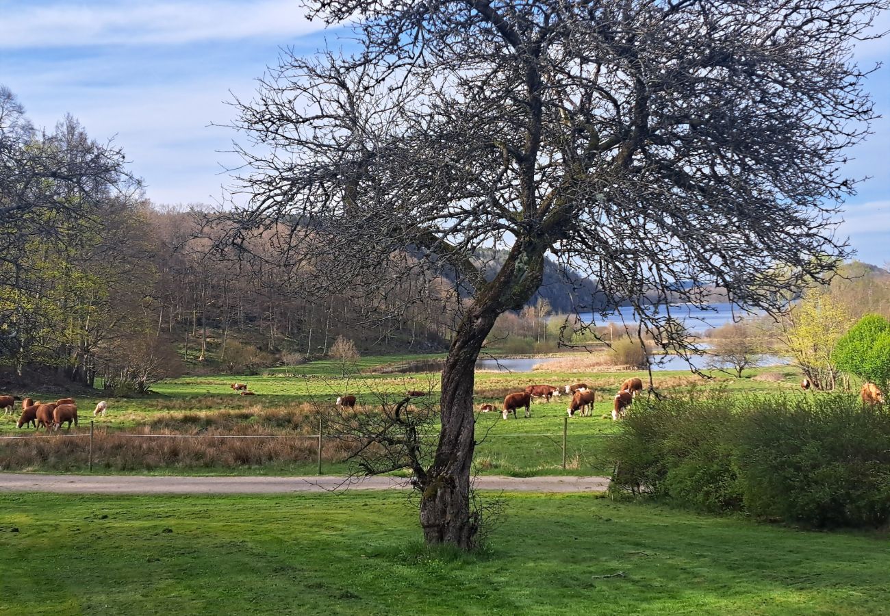 Ferienhaus in Veddige - Grosses Ferienhaus am Waldrand und unweit vom See 