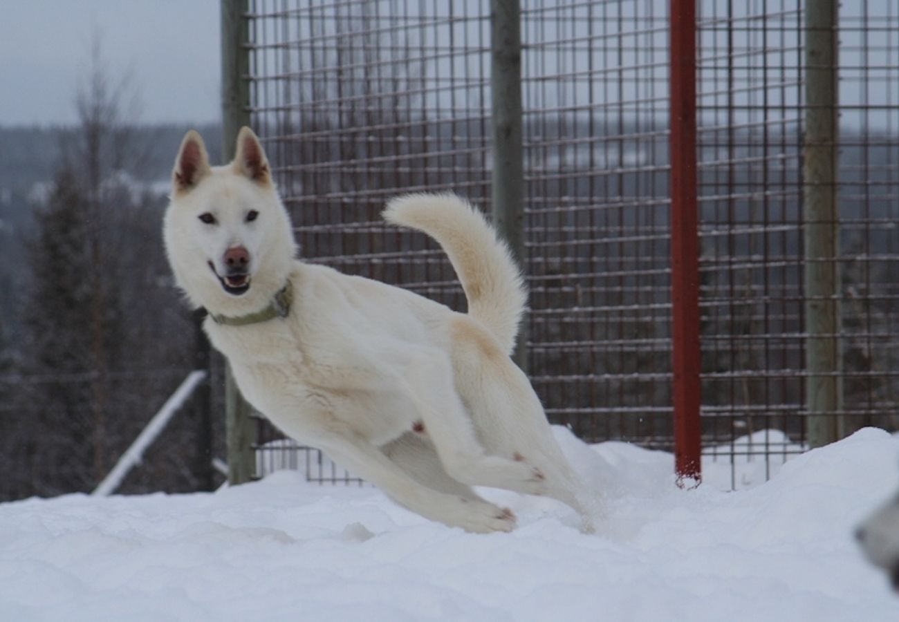 Ferienhaus in Föllinge - Urlaub auf einer Huskyfarm in der Wildnis von Jämtland