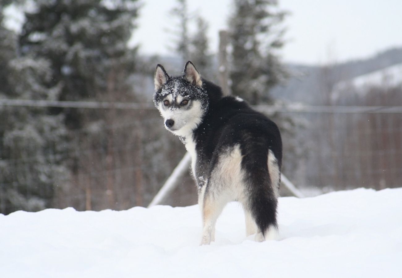 Ferienhaus in Föllinge - Urlaub auf einer Huskyfarm in der Wildnis von Jämtland