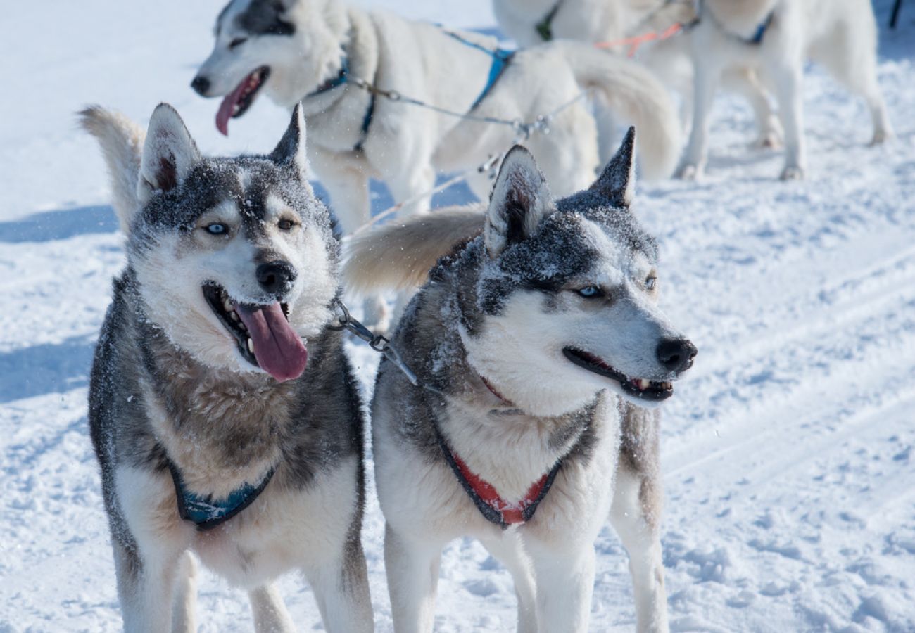 House in Gunnarsbyn - Northern holiday in the middle of the forest with northern lights and dog sleighs