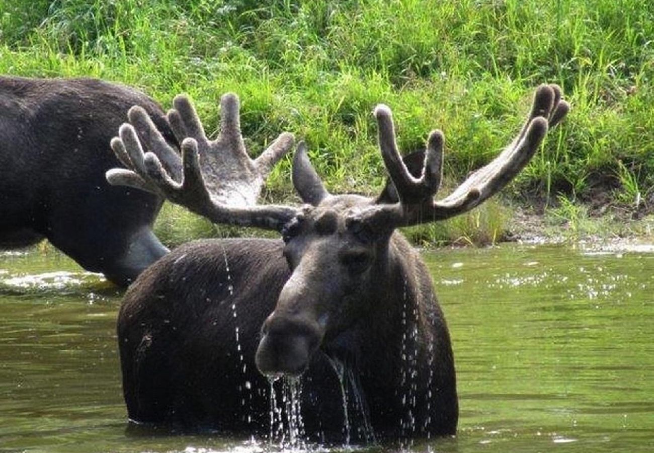 Stuga i Rosenfors - Lugnt beläget precis intill skogen och 300 m från vattnet