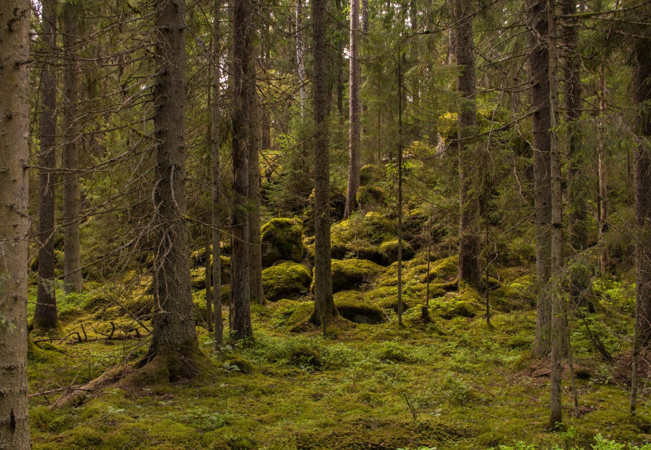 Stuga i Tived - Mysig stuga på tröskeln till Tivedens nationalpark